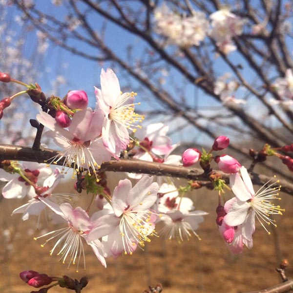 杭早櫻