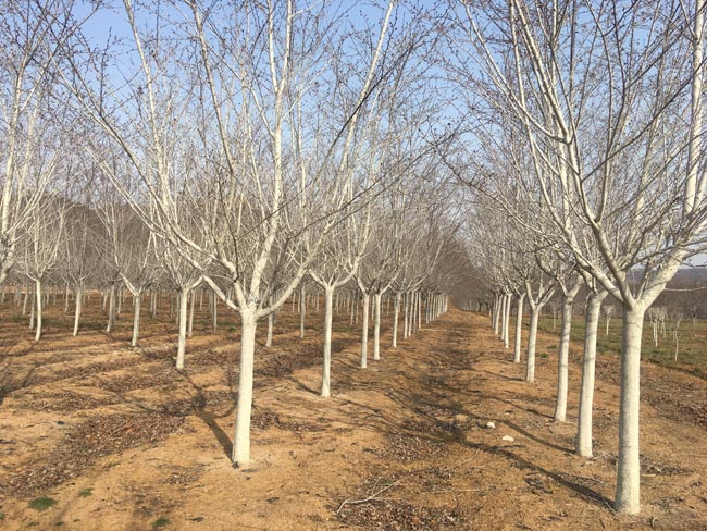 華茂櫻花基地：冬季櫻花苗木培育措施